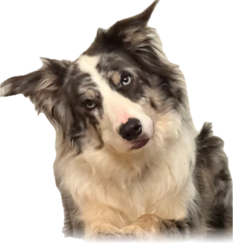 Ghost, a blue merle border collie, head tilted, considering you
