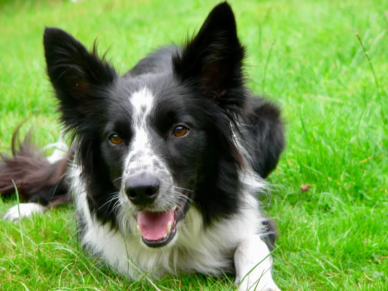Pepper, a black and white border collie, lying in long grass with his ears up and his mouth open