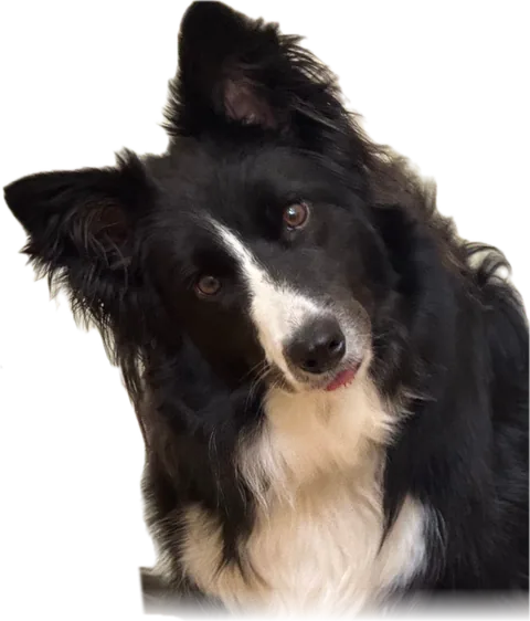 Skye, one of our border collies, has curious questions on her tongue